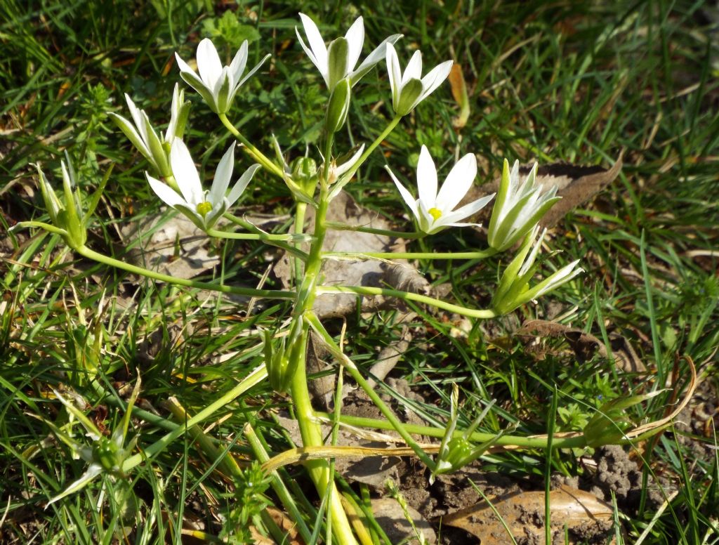 Ornithogalum divergens  (Asparagaceae)